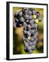 Marechal Foch Grapes at the Vineyard at Jewell Towne Vineyards, South Hampton, New Hampshire, USA-Jerry & Marcy Monkman-Framed Photographic Print