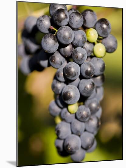 Marechal Foch Grapes at the Vineyard at Jewell Towne Vineyards, South Hampton, New Hampshire, USA-Jerry & Marcy Monkman-Mounted Photographic Print