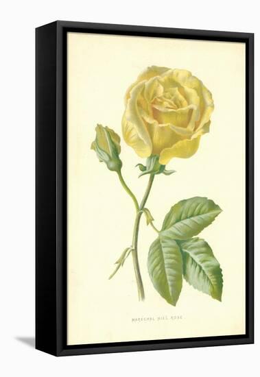 Marechal Niel Rose-Frederick Edward Hulme-Framed Stretched Canvas