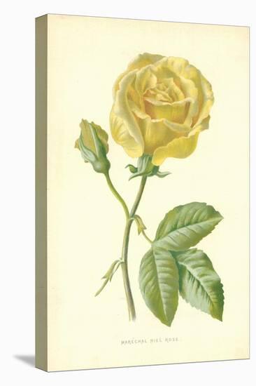 Marechal Niel Rose-Frederick Edward Hulme-Stretched Canvas