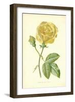 Marechal Niel Rose-Frederick Edward Hulme-Framed Giclee Print