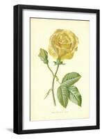 Marechal Niel Rose-Frederick Edward Hulme-Framed Giclee Print