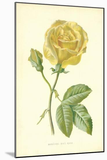 Marechal Niel Rose-Frederick Edward Hulme-Mounted Giclee Print