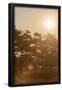 Essential Black