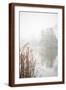 Brown Frame