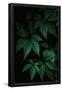 Essential Black