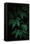 Canvas Black