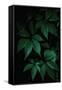 Canvas Black
