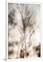 Gramercy White