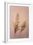White Frame