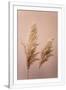 Gramercy White