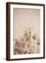 Brown Frame
