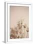 White Frame