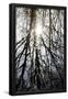 Essential Black
