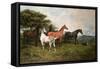 Mares and Foal with a Sheepdog-John Emms-Framed Stretched Canvas