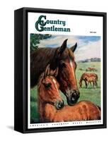 "Mares and Foals," Country Gentleman Cover, May 1, 1947-Francis Chase-Framed Stretched Canvas