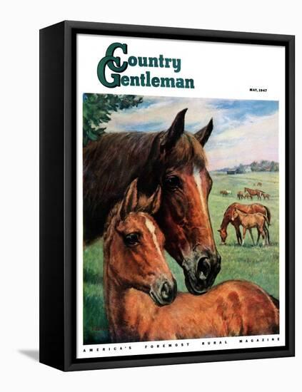 "Mares and Foals," Country Gentleman Cover, May 1, 1947-Francis Chase-Framed Stretched Canvas