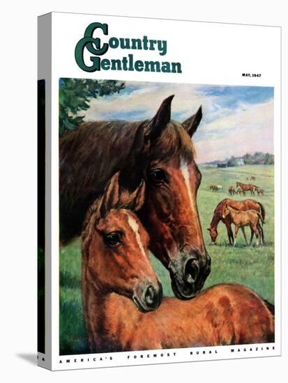 "Mares and Foals," Country Gentleman Cover, May 1, 1947-Francis Chase-Stretched Canvas