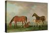 Mares and Foals-Sawrey Gilpin-Stretched Canvas