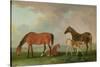 Mares and Foals-Sawrey Gilpin-Stretched Canvas