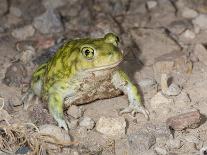 Couch's spadefoot, Scaphiopus couchii, Rodeo, New Mexico-Maresa Pryor-Photographic Print