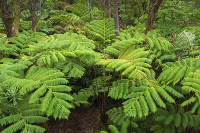 Forest of Tree Ferns, Cibotium Glaucum, Volcano, Hawaii