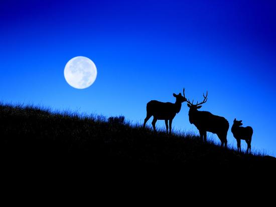 Premium Photographic Print, , large
