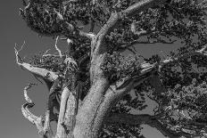 Trees of Bosque series, after a control burn for eastern red cedar, Bosque del Apache, New Mexico-Maresa Pryor-Luzier-Photographic Print