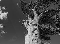 Trees after a control burn for eastern red cedar, Bosque del Apache, New Mexico-Maresa Pryor-Luzier-Photographic Print