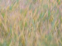 Fall grasses on 10K Trail, Sandia mountains, New Mexico-Maresa Pryor-Luzier-Photographic Print