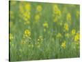 Stretched Canvas