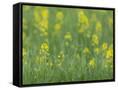 Canvas Black