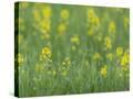 Stretched Canvas