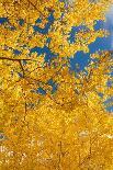 Fall grasses on 10K Trail, Sandia mountains, New Mexico-Maresa Pryor-Luzier-Photographic Print