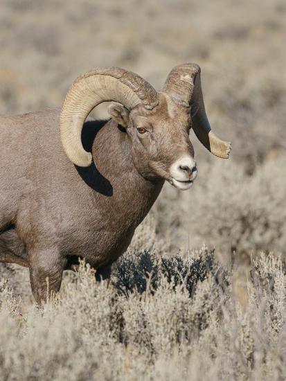 Rocky Mountain bighorn ram in rut. Rio Grande Gorge, New Mexico, USA ...
