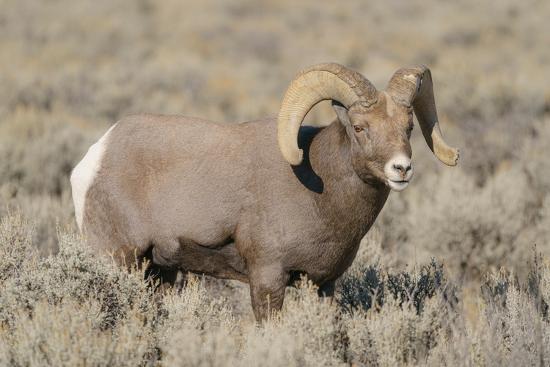 Rocky Mountain bighorn ram in rut. Rio Grande Gorge, New Mexico, USA ...
