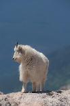 Rocky Mountain goat with salt minerals on its mouth, Mount Evans Wilderness Area, Colorado-Maresa Pryor-Luzier-Framed Photographic Print