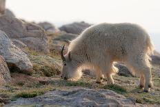 Rocky Mountain goat on ledge, Mount Evans Wilderness Area, Colorado-Maresa Pryor-Luzier-Photographic Print