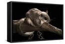 Canvas Black