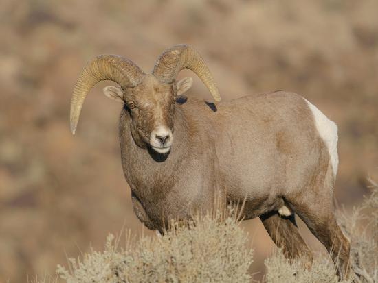 Young Rocky Mountain bighorn ram during the rut along the Rio Grande ...