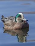 Male American Wigeon in freshwater pond, New Mexico-Maresa Pryor-Photographic Print