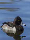 Ring-necked Duck, Aythya collaris, New Mexico-Maresa Pryor-Photographic Print