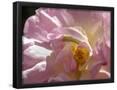 Essential Black