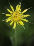Yellow Salsify, Tragopogon dubius, Capulin Sprints Trail, Sandia Mountains, New Mexico-Maresa Pryor-Photographic Print