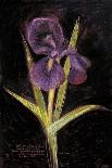 Twilight Iris-Maret Hensick-Art Print