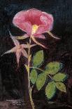 Twilight Peony-Maret Hensick-Art Print