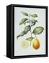 Canvas Black