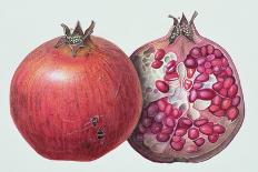 Pomegranate, 1995-Margaret Ann Eden-Giclee Print
