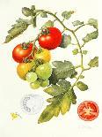 Tomatoes, 1994-Margaret Ann Eden-Giclee Print