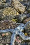 USA, Alaska. A pile of different colored sea stars at low tide.-Margaret Gaines-Photographic Print